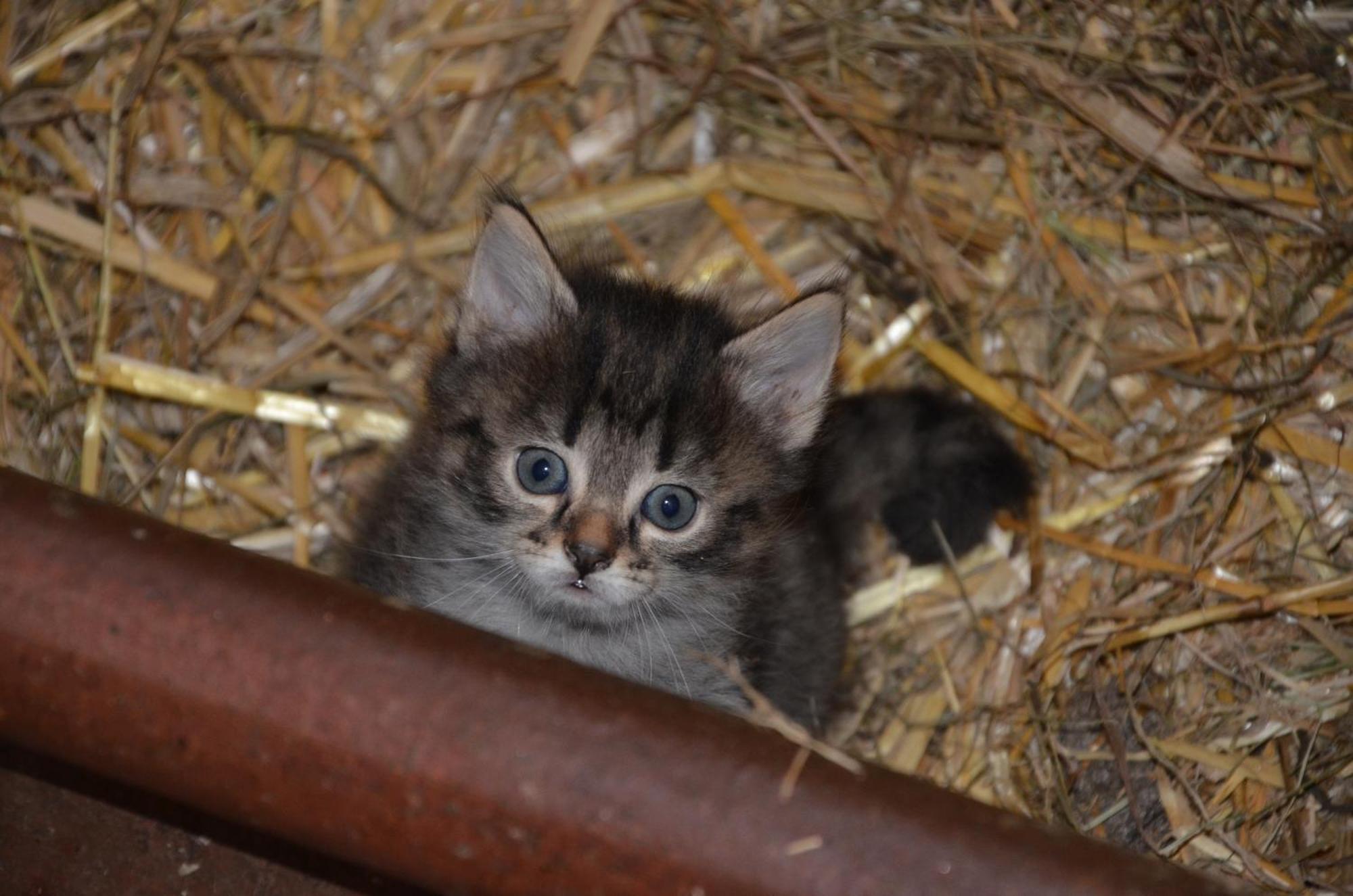 Ferienwohnungen Bachergut マリアプファル 部屋 写真