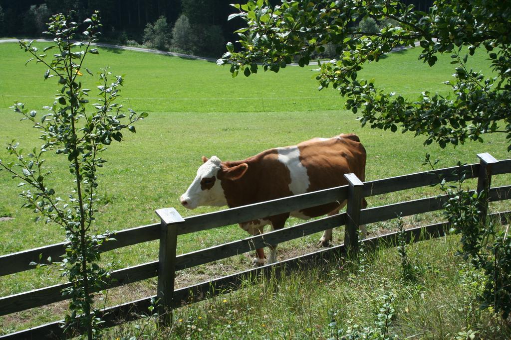 Ferienwohnungen Bachergut マリアプファル 部屋 写真